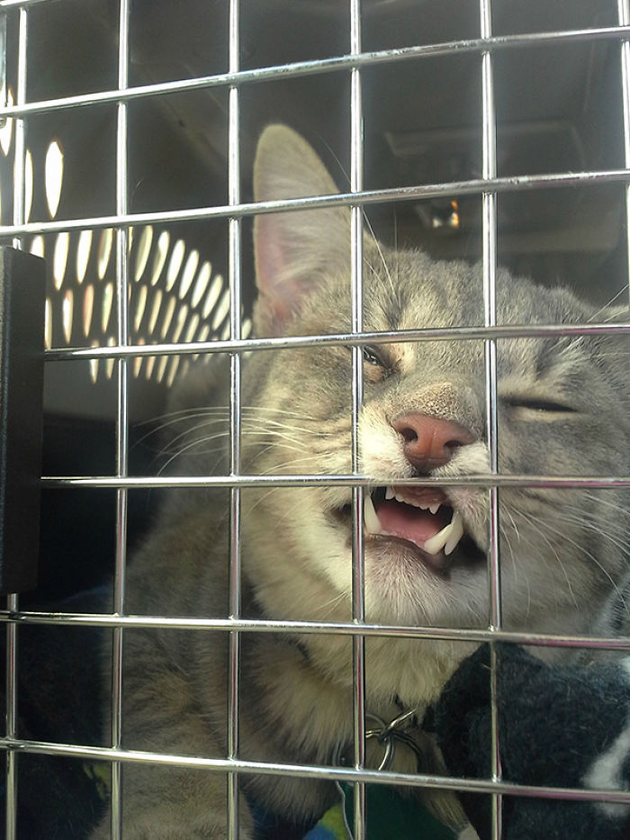61 Cats Who Just Realized You Took Them To The Vet