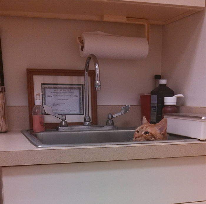 61 Cats Who Just Realized You Took Them To The Vet