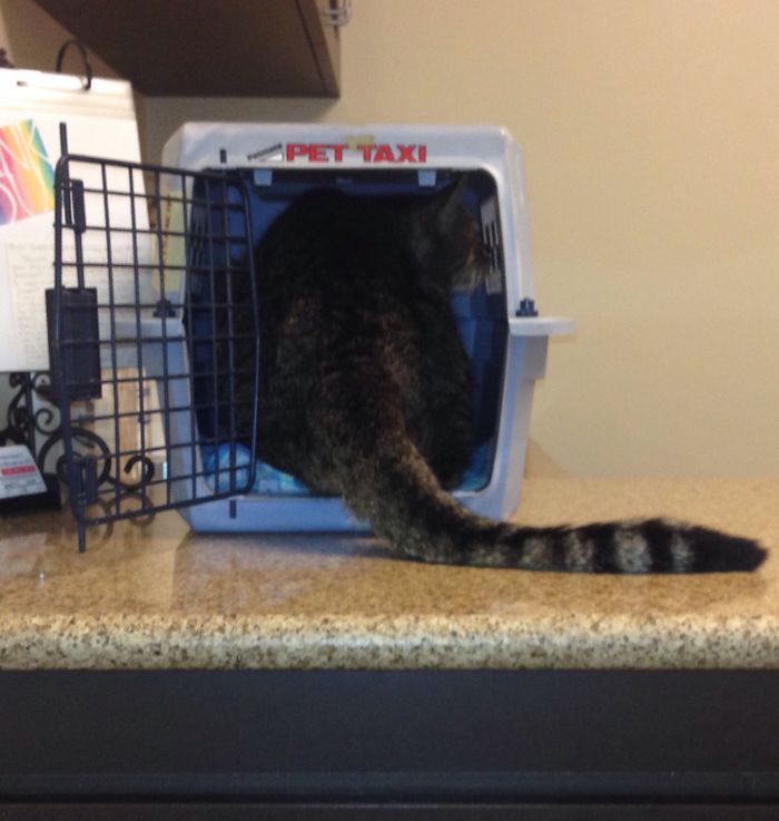 61 Cats Who Just Realized You Took Them To The Vet