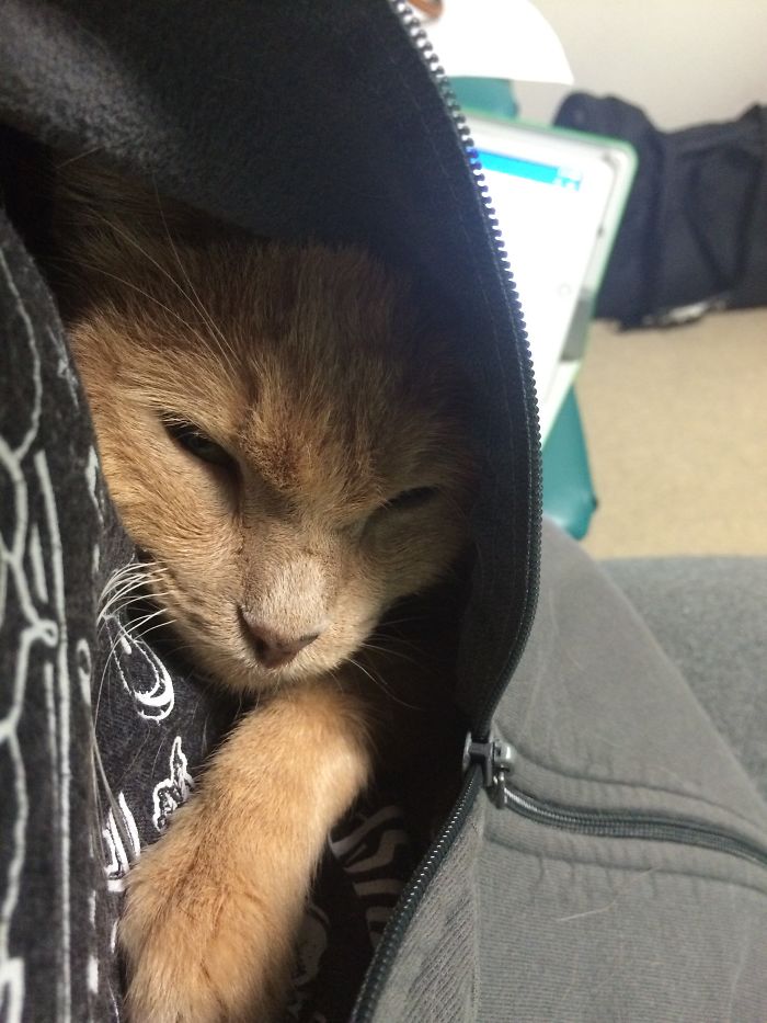 61 Cats Who Just Realized You Took Them To The Vet