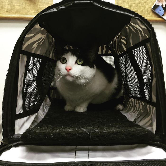 61 Cats Who Just Realized You Took Them To The Vet