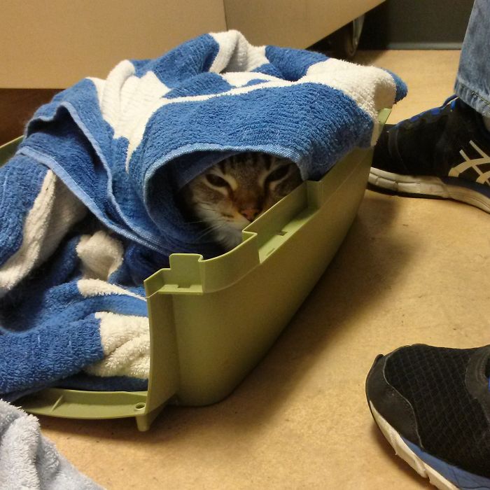 61 Cats Who Just Realized You Took Them To The Vet