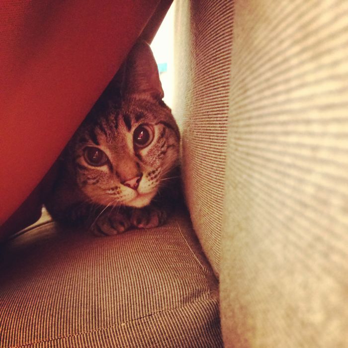 61 Cats Who Just Realized You Took Them To The Vet