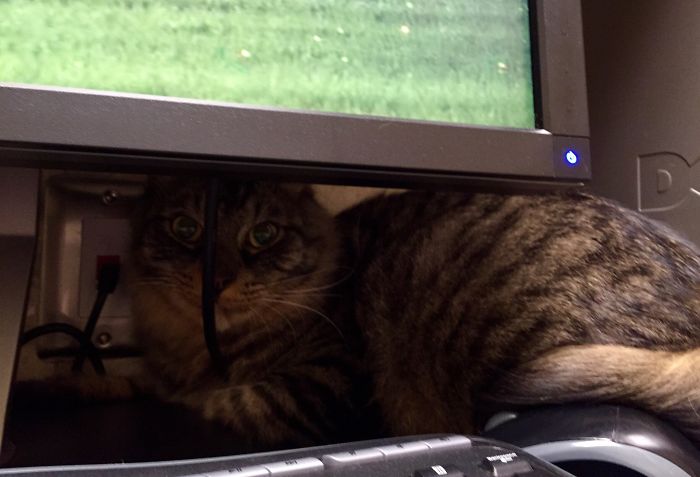 61 Cats Who Just Realized You Took Them To The Vet