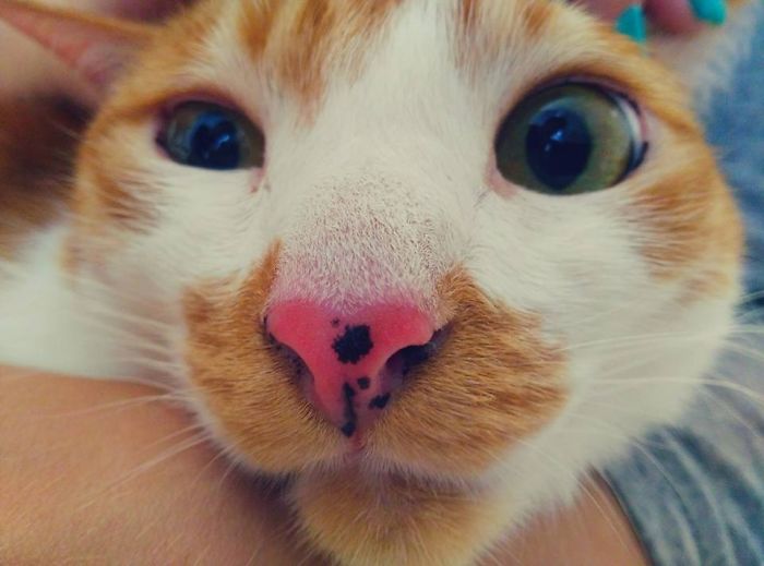 61 Cats Who Just Realized You Took Them To The Vet