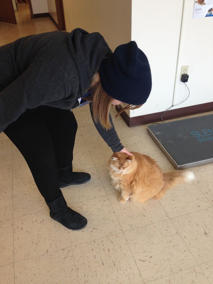61 Cats Who Just Realized You Took Them To The Vet