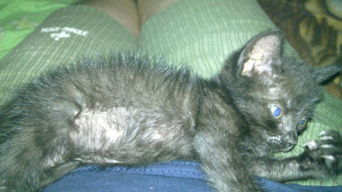 61 Cats Who Just Realized You Took Them To The Vet