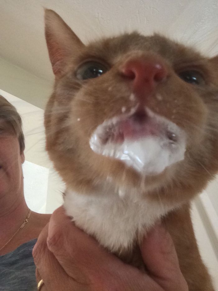 61 Cats Who Just Realized You Took Them To The Vet