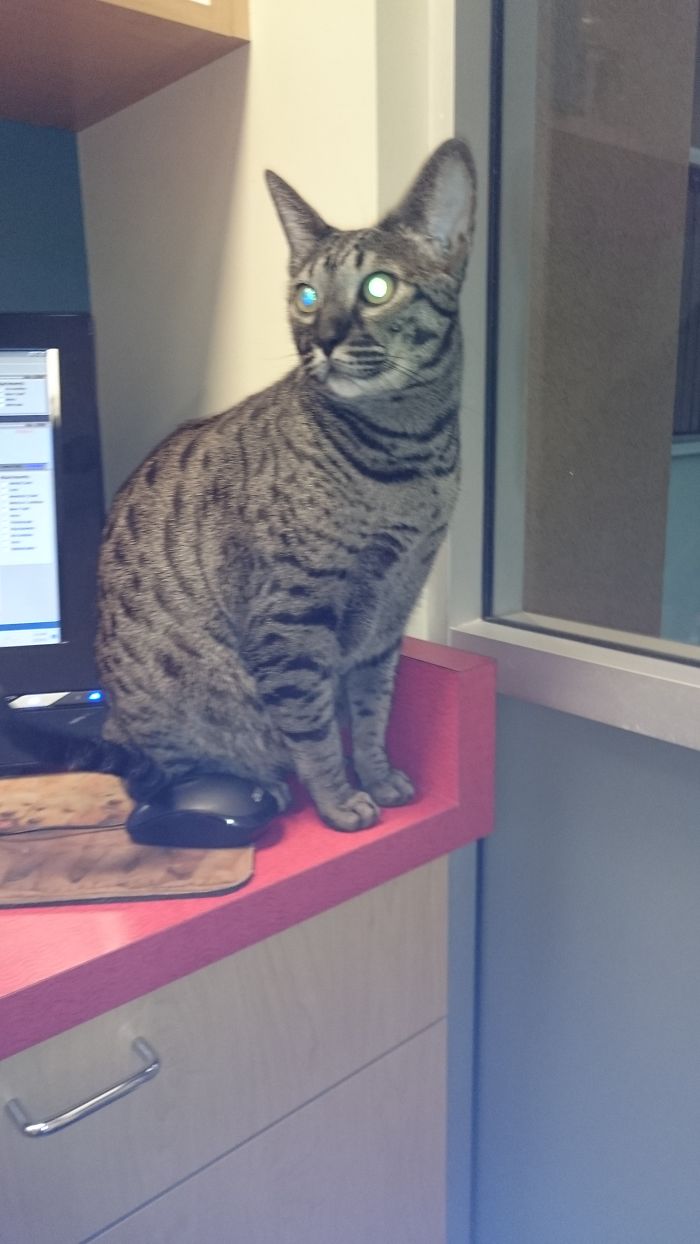 61 Cats Who Just Realized You Took Them To The Vet