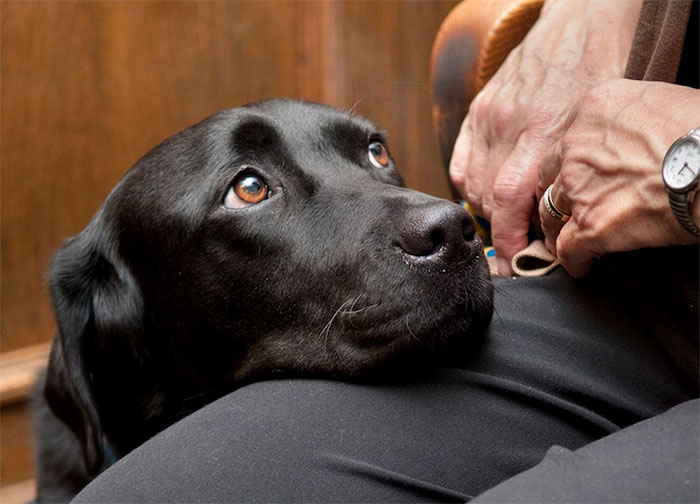 It&#8217;s Scary To Testify In Front Of Your Attacker In Court, But These Dogs Make It Easier