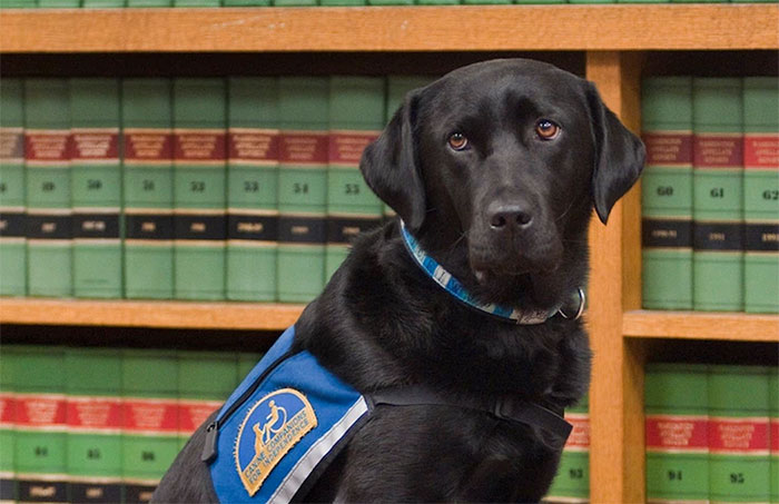 It&#8217;s Scary To Testify In Front Of Your Attacker In Court, But These Dogs Make It Easier
