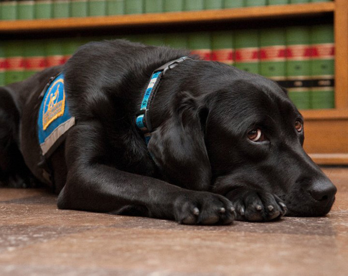It&#8217;s Scary To Testify In Front Of Your Attacker In Court, But These Dogs Make It Easier
