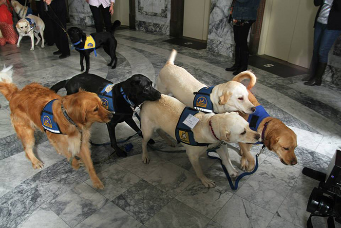 It&#8217;s Scary To Testify In Front Of Your Attacker In Court, But These Dogs Make It Easier