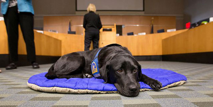 It&#8217;s Scary To Testify In Front Of Your Attacker In Court, But These Dogs Make It Easier