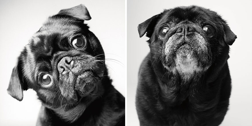 Heartmelting Pics Of Aging Dogs Show Them Grow From Puppyhood To Old Age