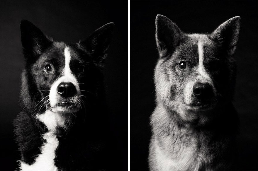 Heartmelting Pics Of Aging Dogs Show Them Grow From Puppyhood To Old Age