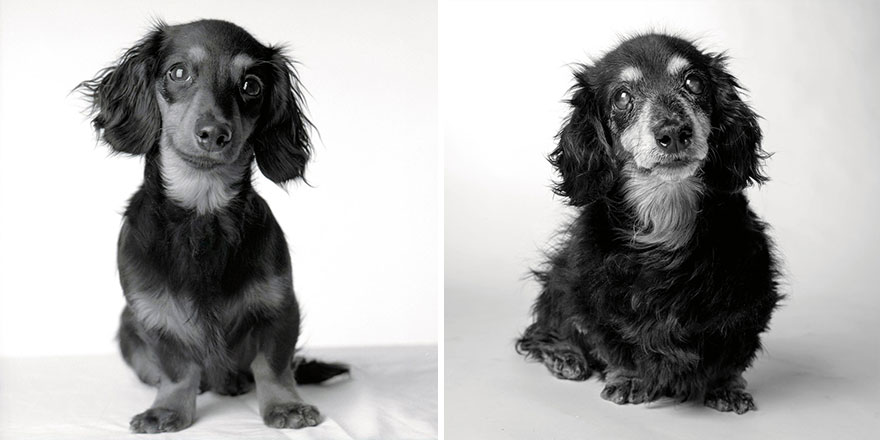 Heartmelting Pics Of Aging Dogs Show Them Grow From Puppyhood To Old Age