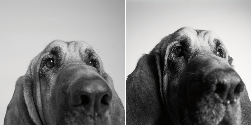Heartmelting Pics Of Aging Dogs Show Them Grow From Puppyhood To Old Age