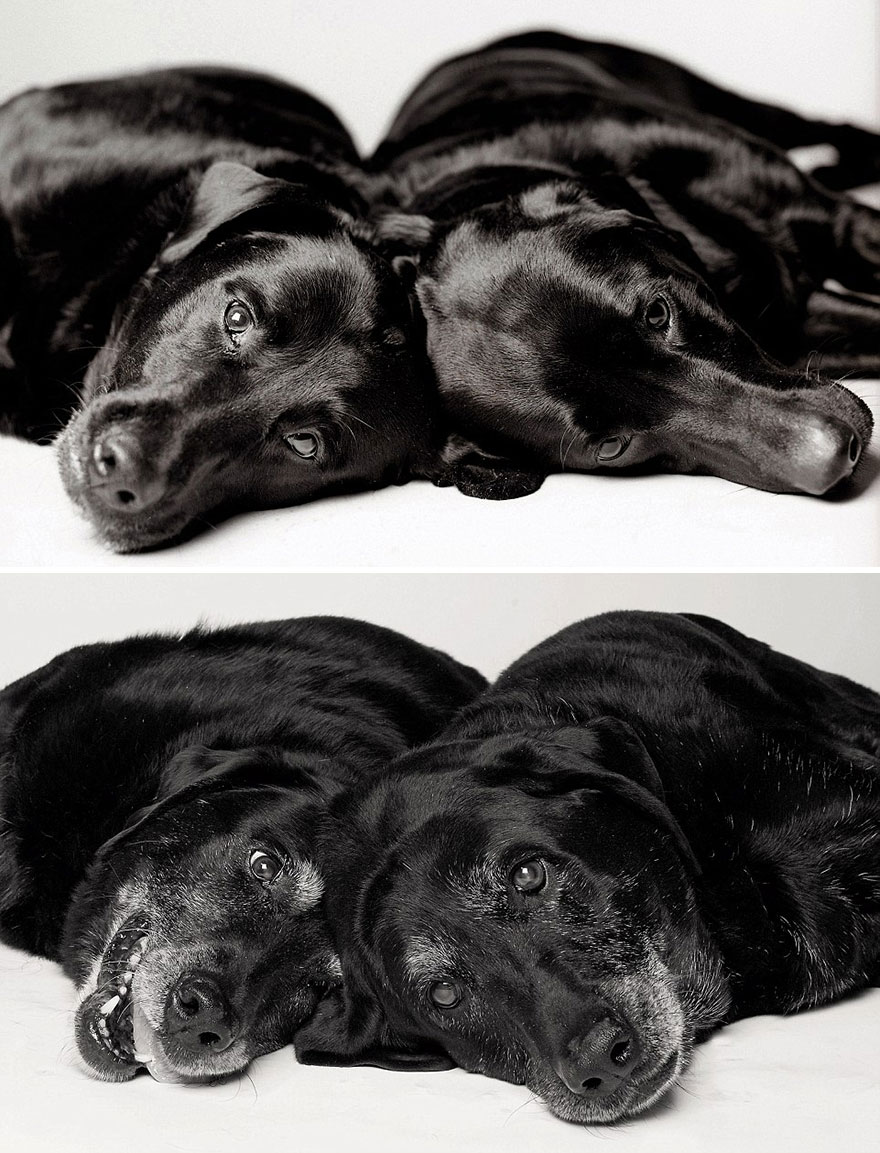 Heartmelting Pics Of Aging Dogs Show Them Grow From Puppyhood To Old Age