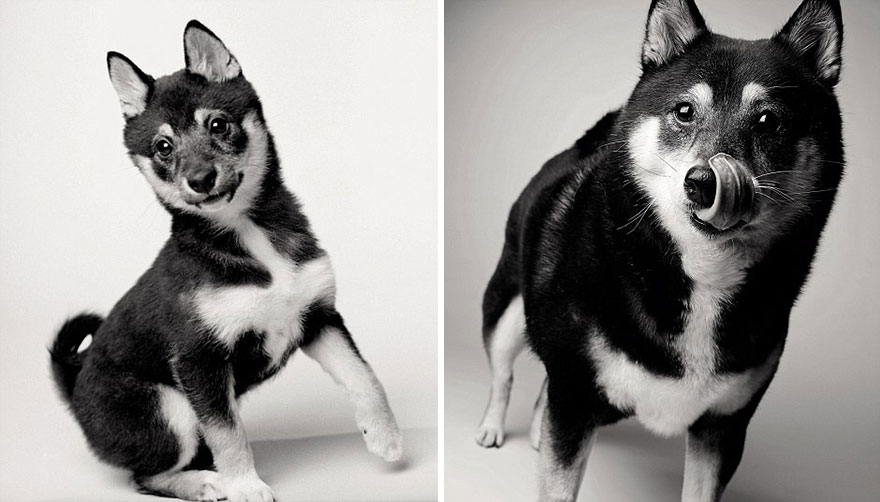 Heartmelting Pics Of Aging Dogs Show Them Grow From Puppyhood To Old Age