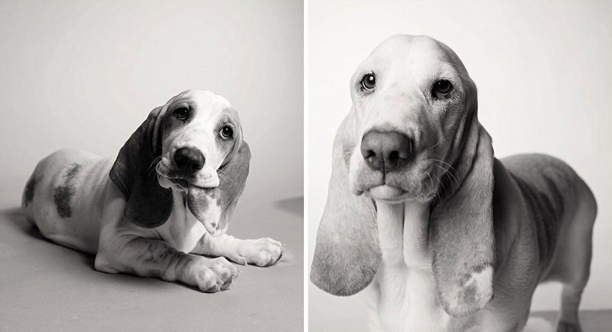 Heartmelting Pics Of Aging Dogs Show Them Grow From Puppyhood To Old Age