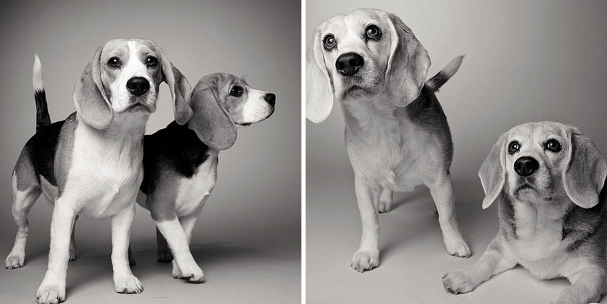 Heartmelting Pics Of Aging Dogs Show Them Grow From Puppyhood To Old Age