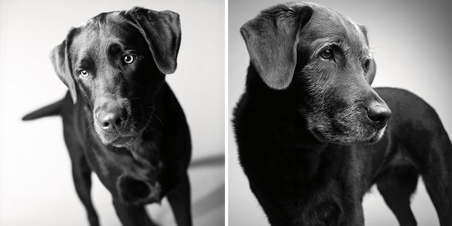 Heartmelting Pics Of Aging Dogs Show Them Grow From Puppyhood To Old Age