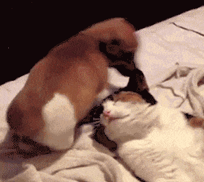 130 Asshole Dogs That Don&#8217;t Care About Personal Space