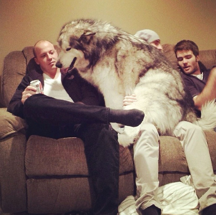 130 Asshole Dogs That Don&#8217;t Care About Personal Space