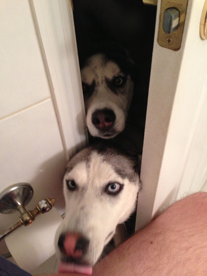 130 Asshole Dogs That Don&#8217;t Care About Personal Space