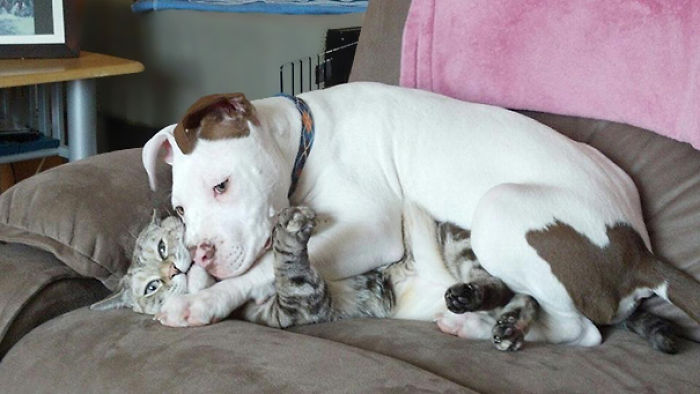 130 Asshole Dogs That Don&#8217;t Care About Personal Space