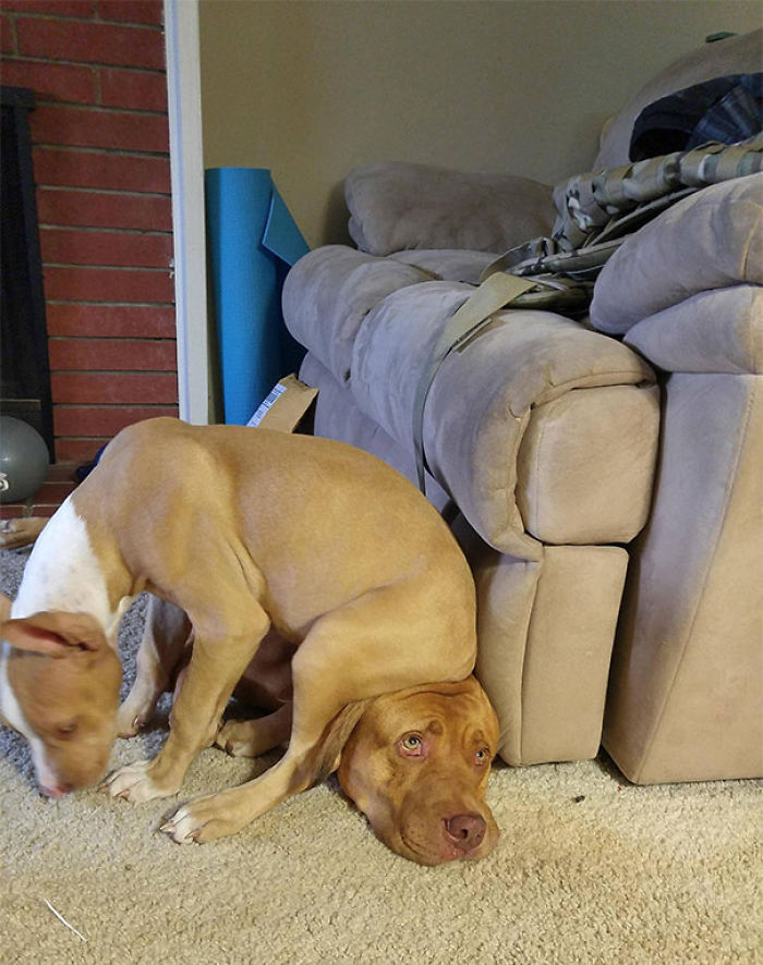 130 Asshole Dogs That Don&#8217;t Care About Personal Space