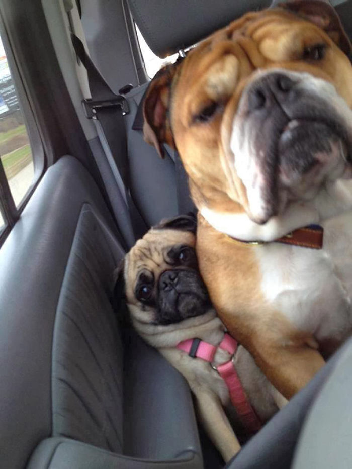 130 Asshole Dogs That Don&#8217;t Care About Personal Space