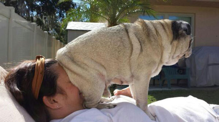 130 Asshole Dogs That Don&#8217;t Care About Personal Space