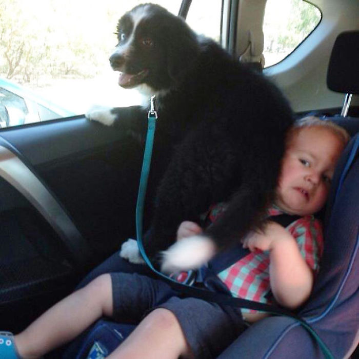 130 Asshole Dogs That Don&#8217;t Care About Personal Space