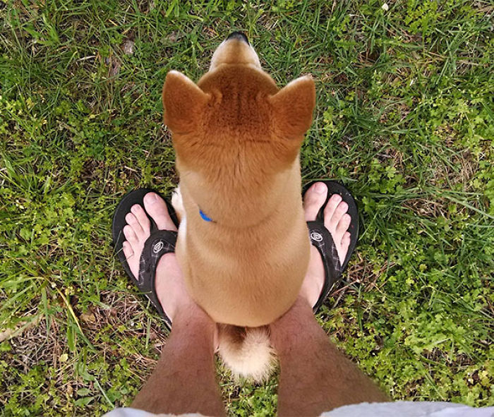 130 Asshole Dogs That Don&#8217;t Care About Personal Space