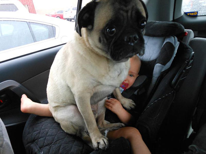 130 Asshole Dogs That Don&#8217;t Care About Personal Space