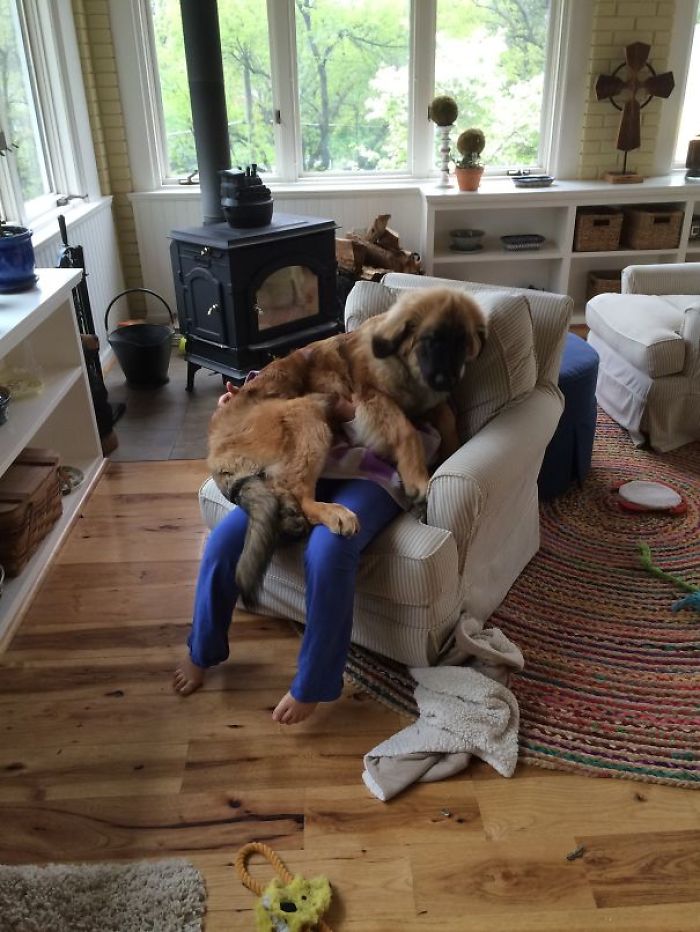 130 Asshole Dogs That Don&#8217;t Care About Personal Space