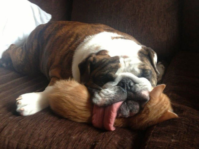 130 Asshole Dogs That Don&#8217;t Care About Personal Space