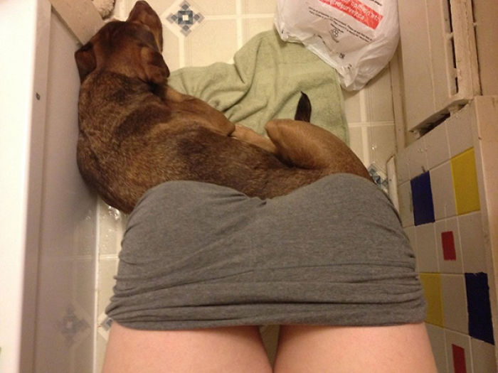 130 Asshole Dogs That Don&#8217;t Care About Personal Space