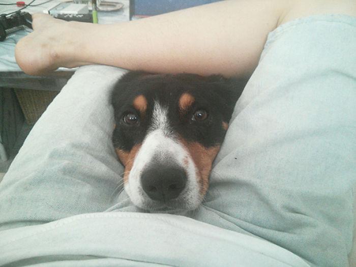 130 Asshole Dogs That Don&#8217;t Care About Personal Space