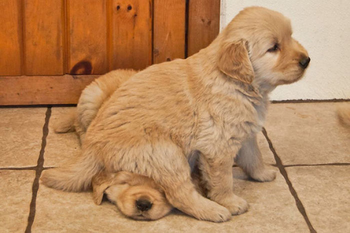 130 Asshole Dogs That Don&#8217;t Care About Personal Space