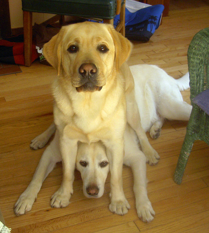 130 Asshole Dogs That Don&#8217;t Care About Personal Space