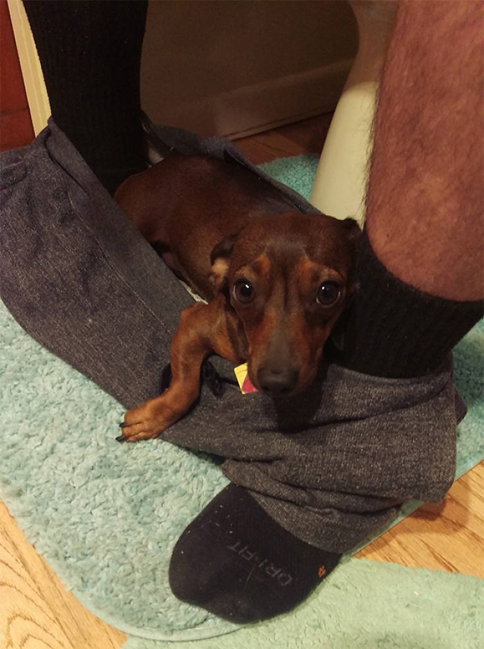 130 Asshole Dogs That Don&#8217;t Care About Personal Space