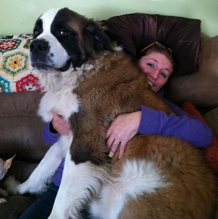 130 Asshole Dogs That Don&#8217;t Care About Personal Space