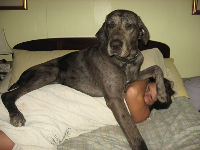130 Asshole Dogs That Don&#8217;t Care About Personal Space
