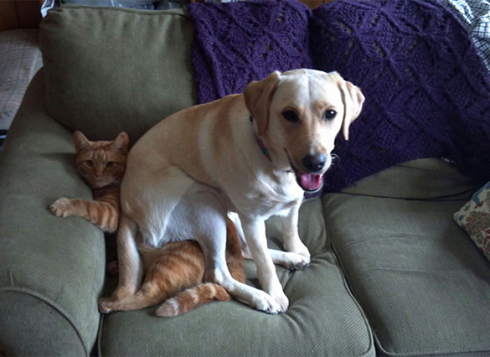 130 Asshole Dogs That Don&#8217;t Care About Personal Space