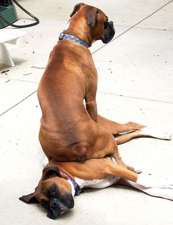 130 Asshole Dogs That Don&#8217;t Care About Personal Space