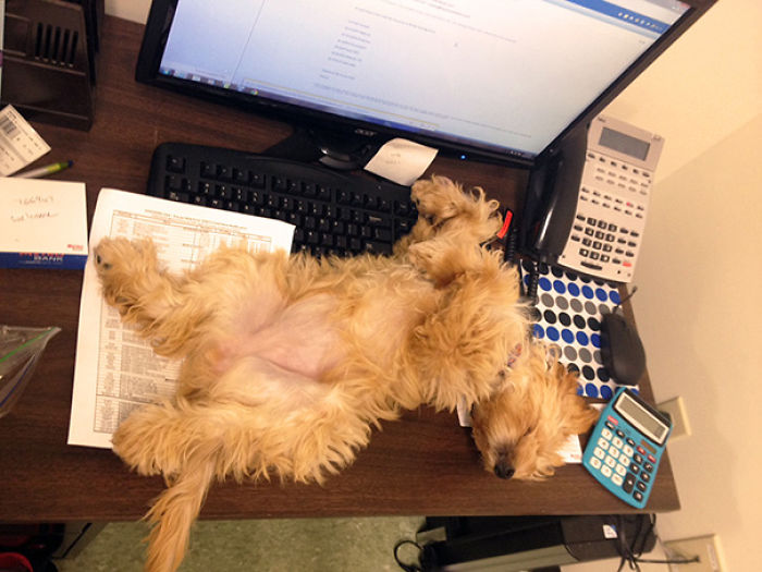 130 Asshole Dogs That Don&#8217;t Care About Personal Space