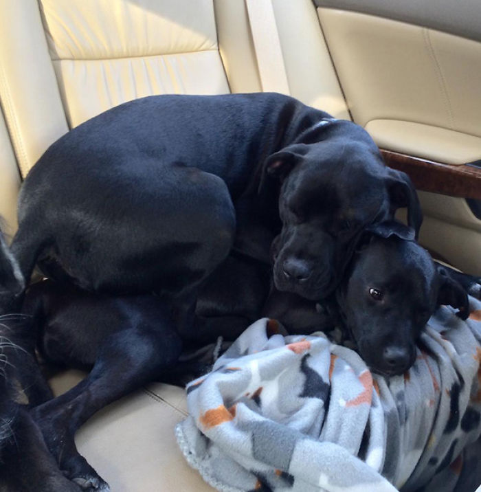 130 Asshole Dogs That Don&#8217;t Care About Personal Space